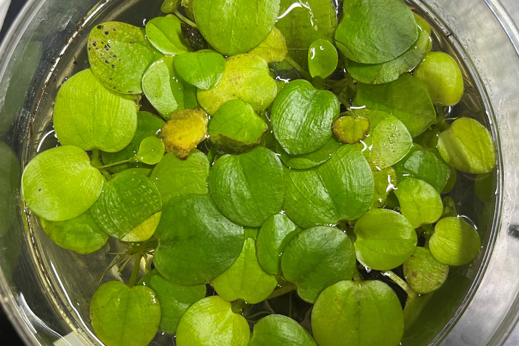 Frogbit