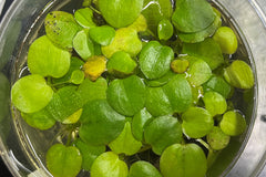 Frogbit