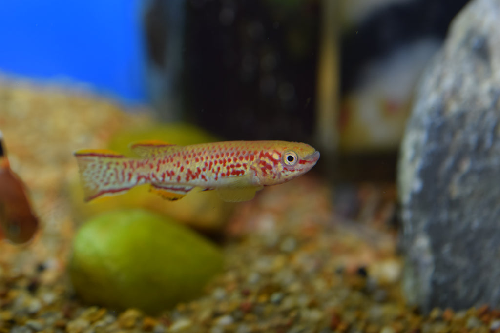 Gardneri Killifish Pair