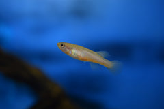 Gardneri Killifish Pair