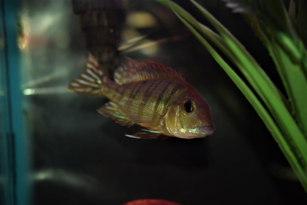 Geophagus "Red Head Tapajos"