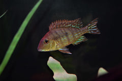 Geophagus "Red Head Tapajos"
