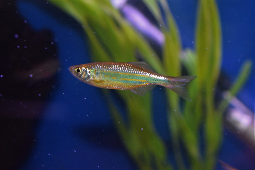 Giant Danio