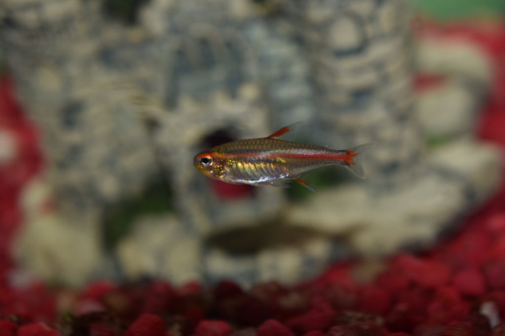 Glolite Tetra