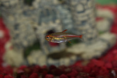 Glolite Tetra