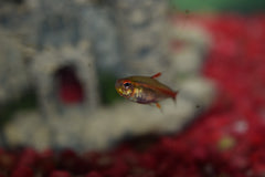 Glolite Tetra