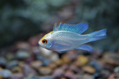 Gold Head Electric Blue Ram