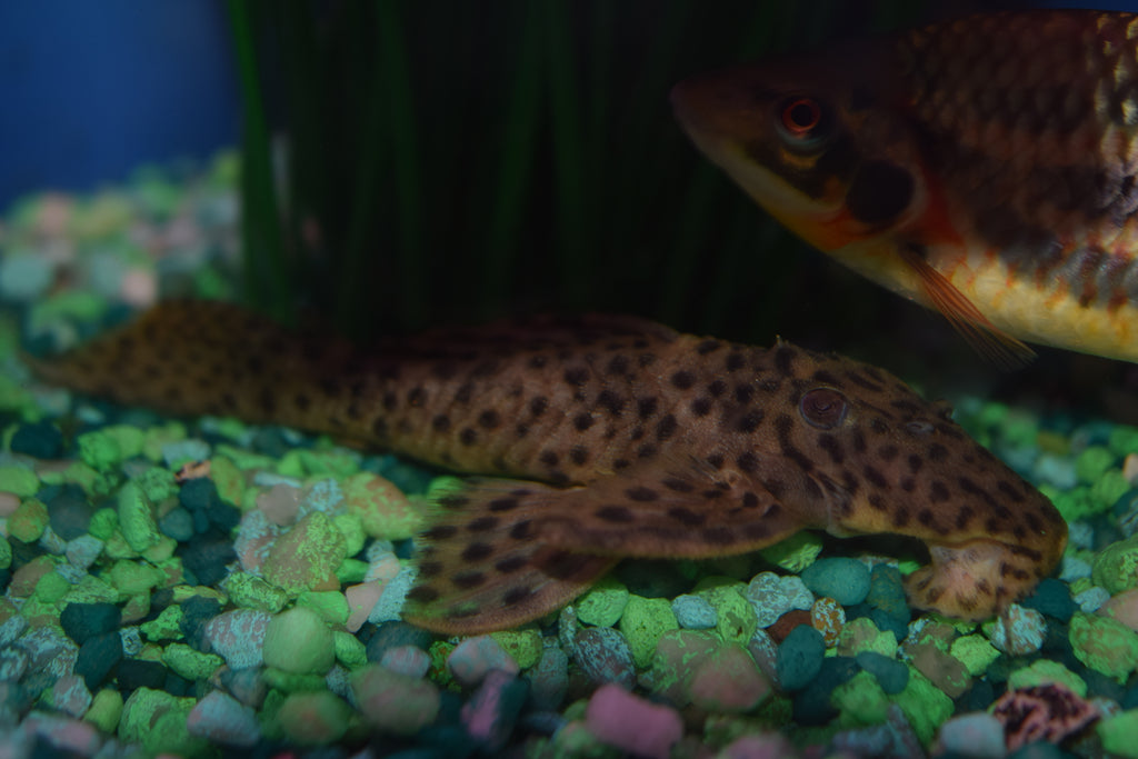 Gold Vampire Pleco (L-172a)