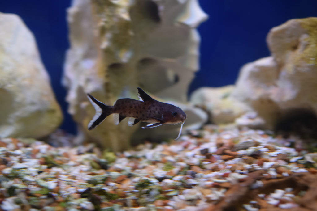 Synodontis granulosus