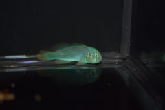 Green Clown Goby
