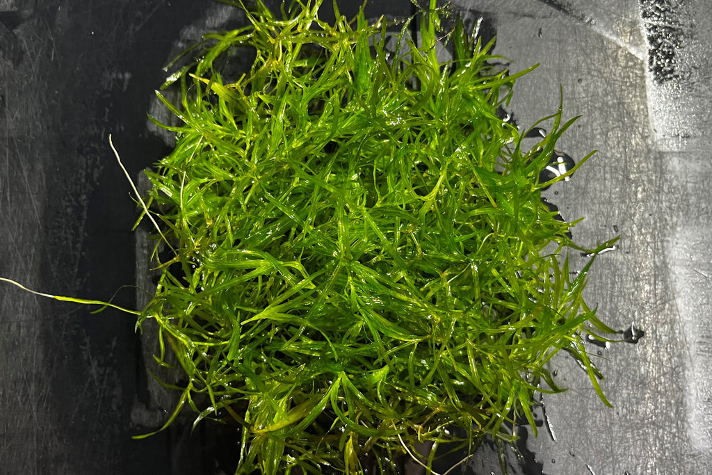 Guppy Grass