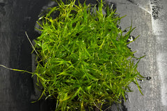 Guppy Grass