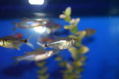 Head and Tail Light Tetra