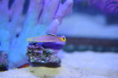 Helfrichi Firefish Goby