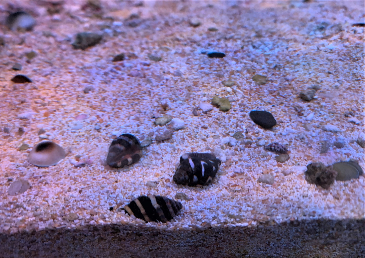 Bumblebee Snails