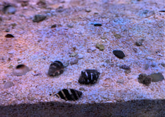Bumblebee Snails