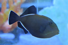 Indicus Trigger