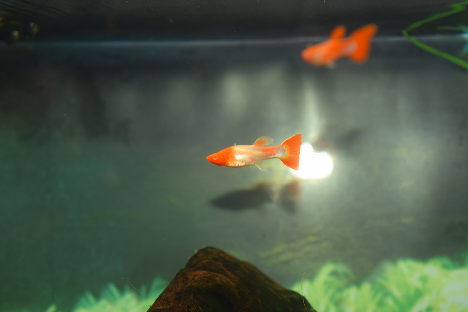 Koi Guppy Pairs
