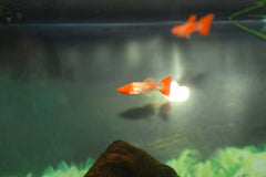 Koi Guppy Pairs