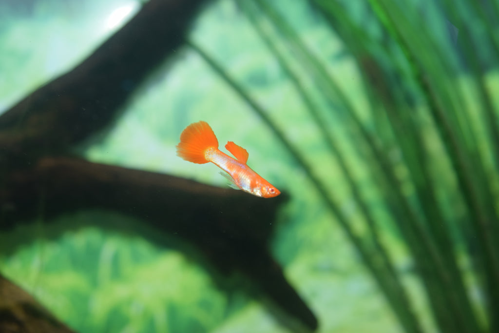 Koi Guppy Pairs