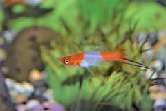 Koi Swordtail