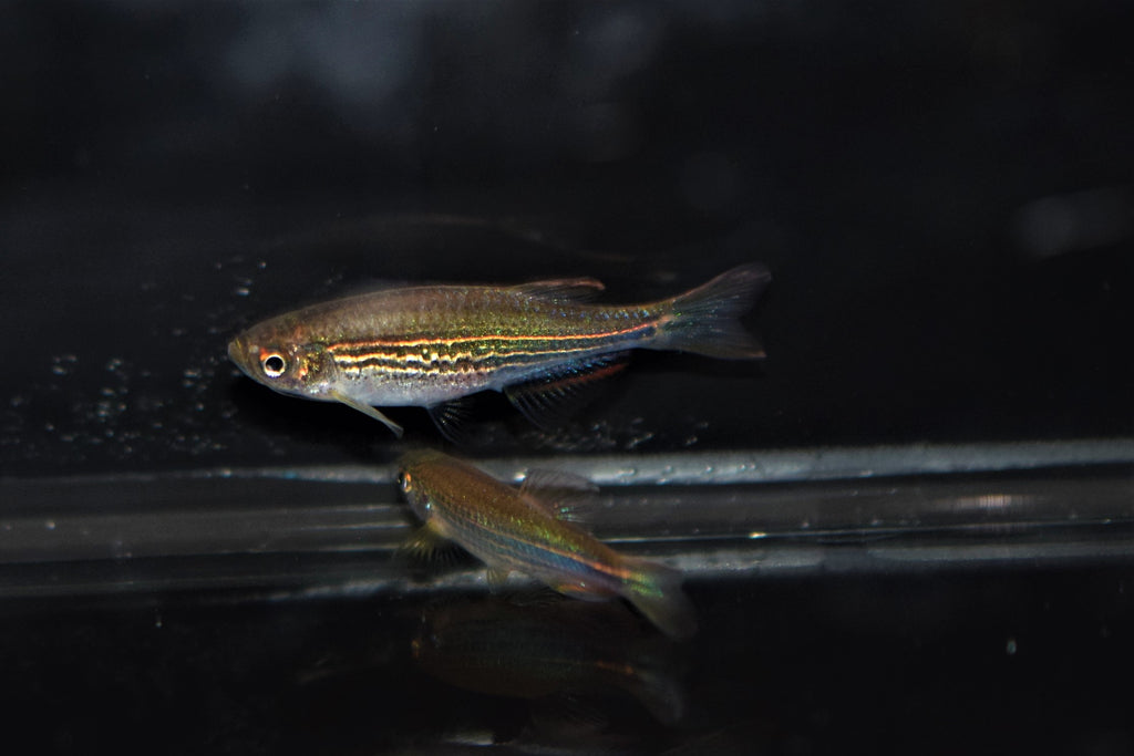 Danio kyathit