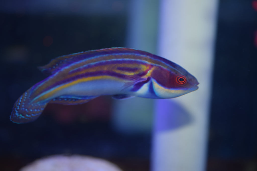 Labouti Wrasse