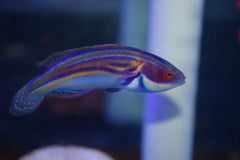 Labouti Wrasse