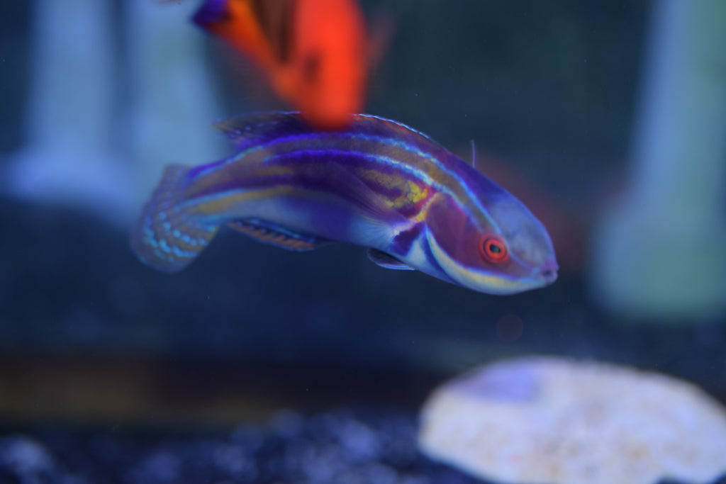 Labouti Wrasse