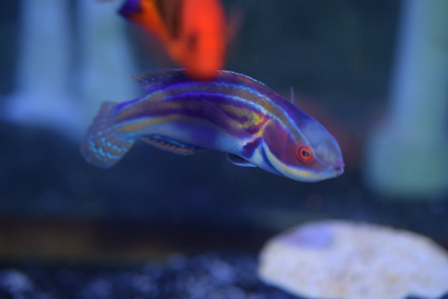 Labouti Wrasse