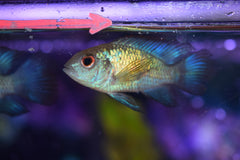 Electric Blue Acara