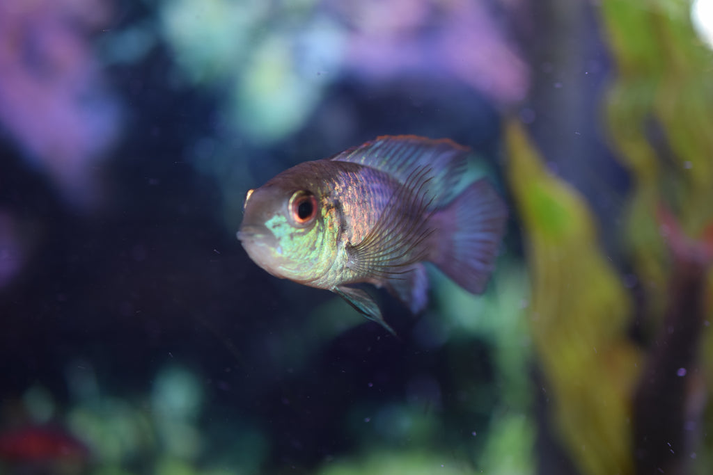Electric Blue Acara
