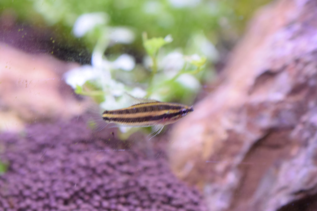 Licorice Gourami