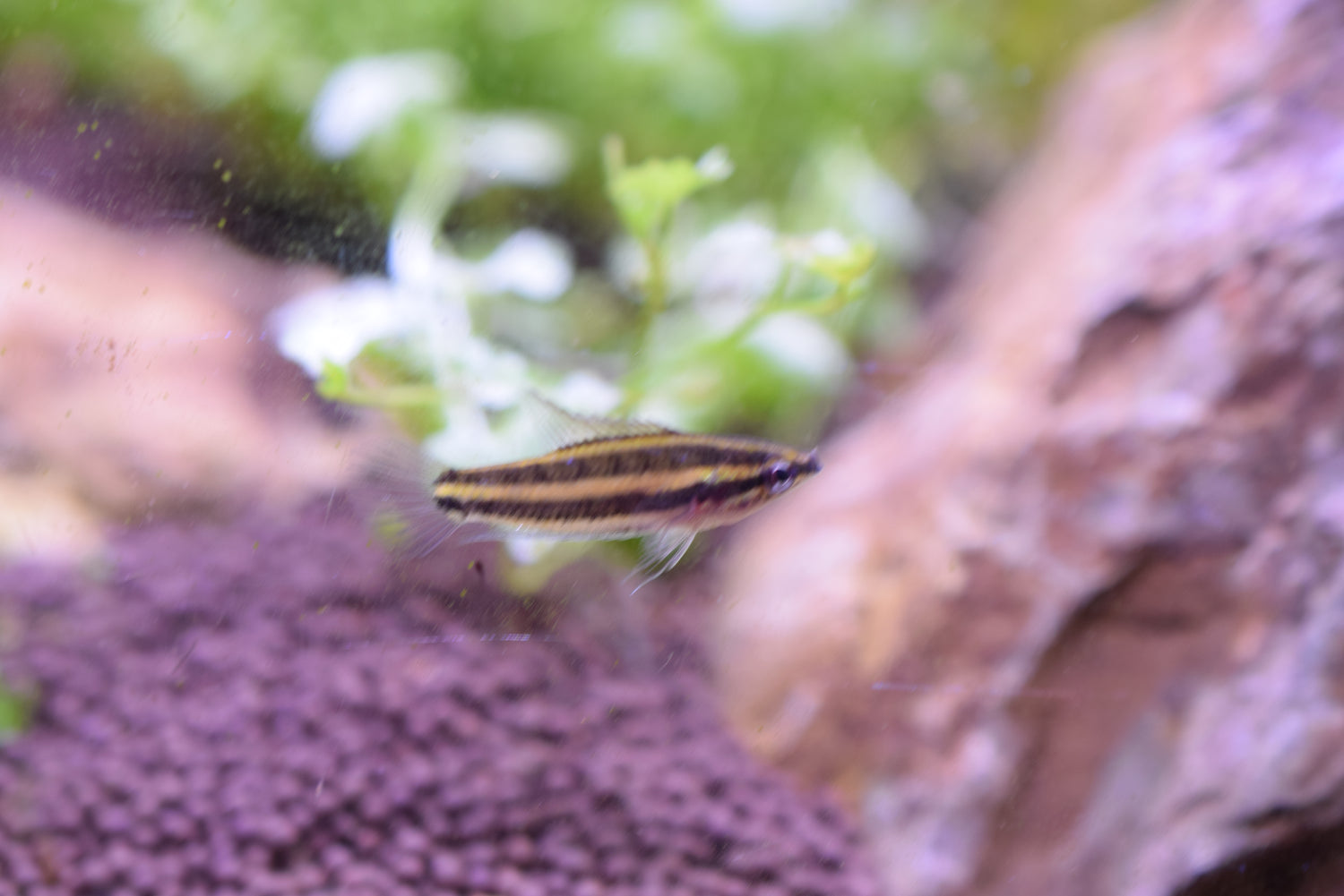 Licorice Gourami