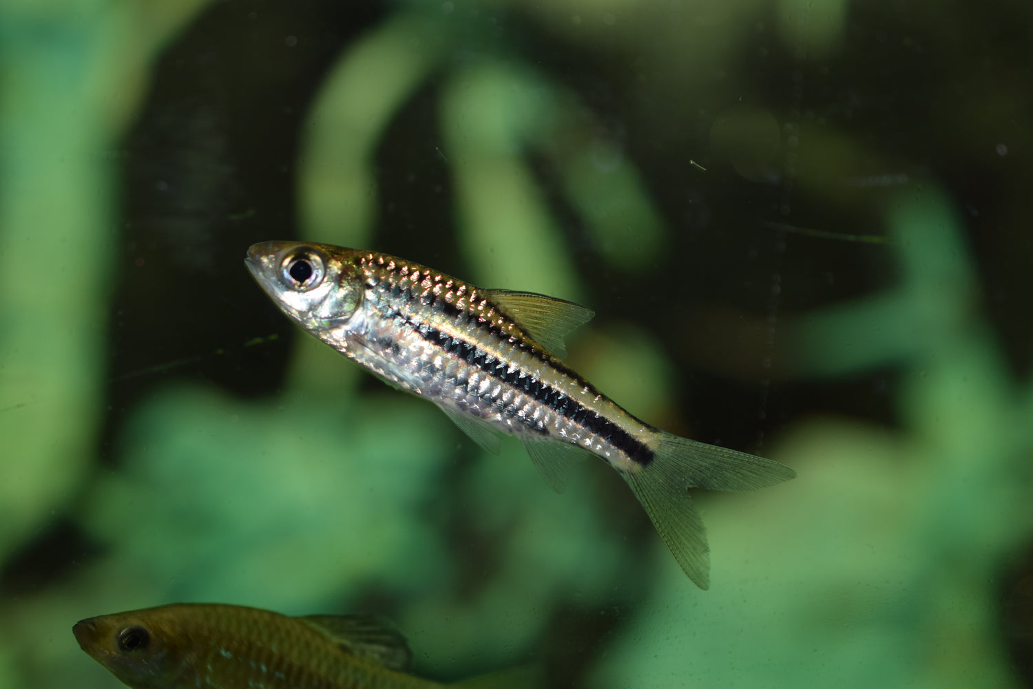 Lineatus Barb