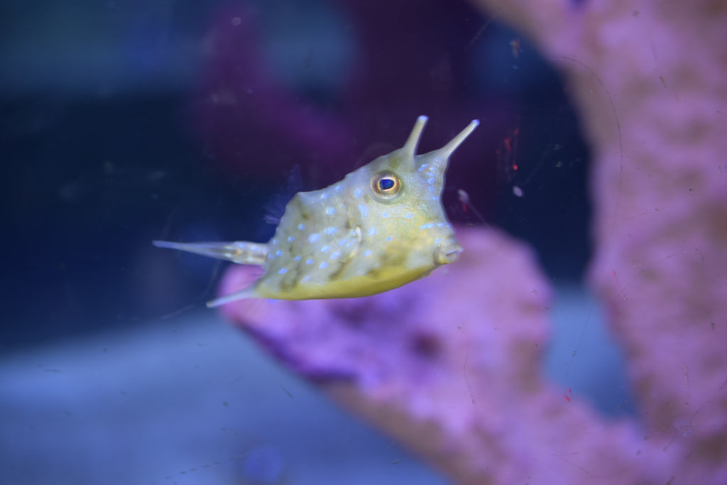 Longhorn Cowfish