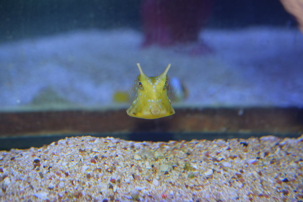 Longhorn Cowfish