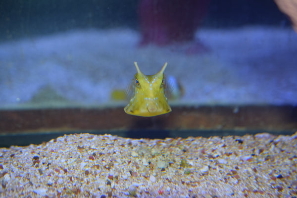 Longhorn Cowfish