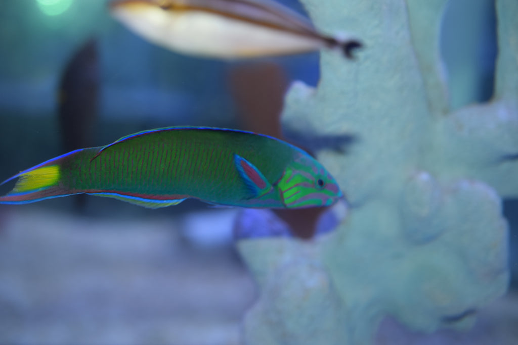Lunare Wrasse