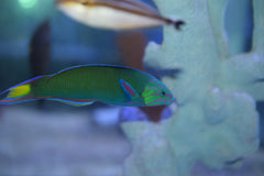 Lunare Wrasse