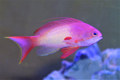 Squamipinnis Lyretail Anthias