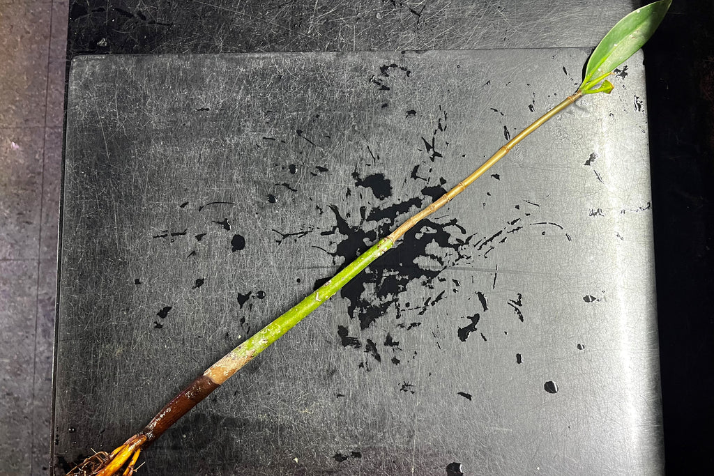 Red Mangroves (Terrestrial)