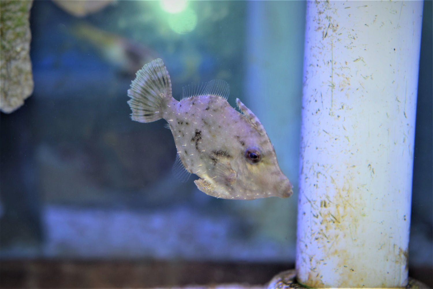 Matted Filefish