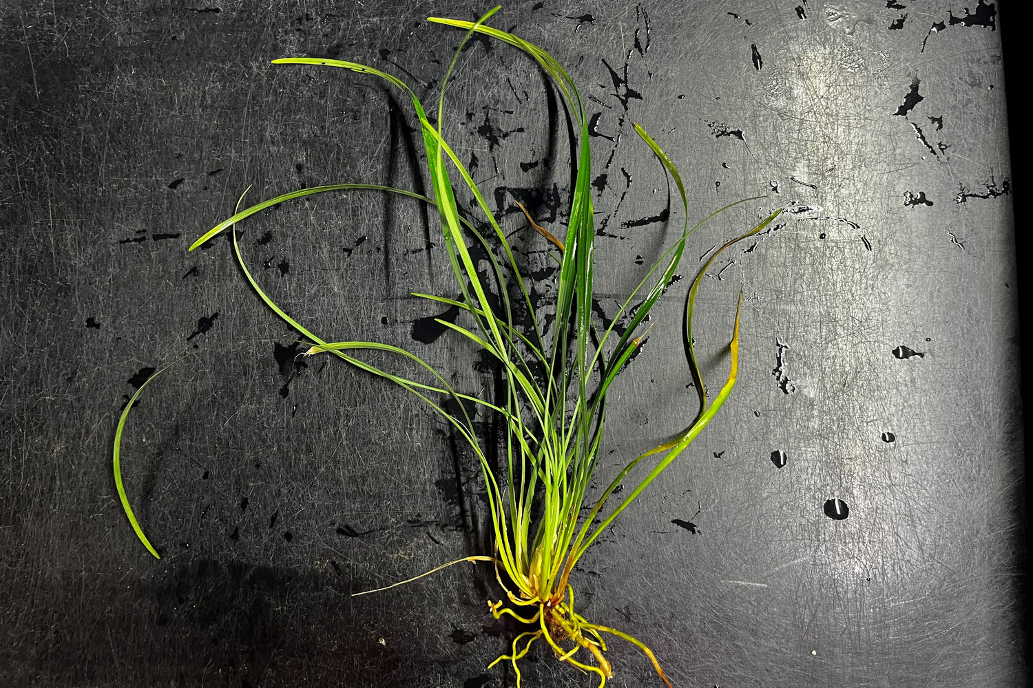 Mondo Grass (Terrestrial)