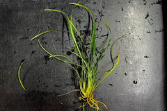 Mondo Grass (Terrestrial)