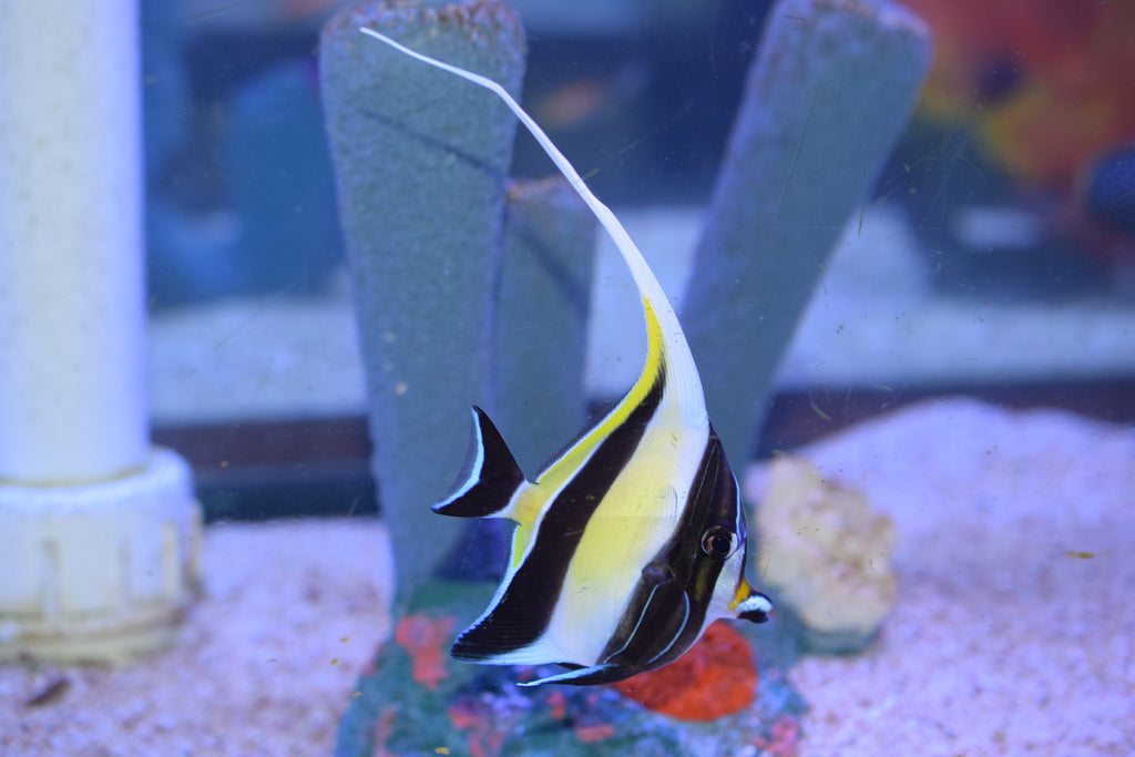 Moorish Idol