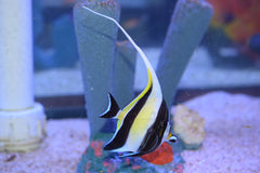 Moorish Idol