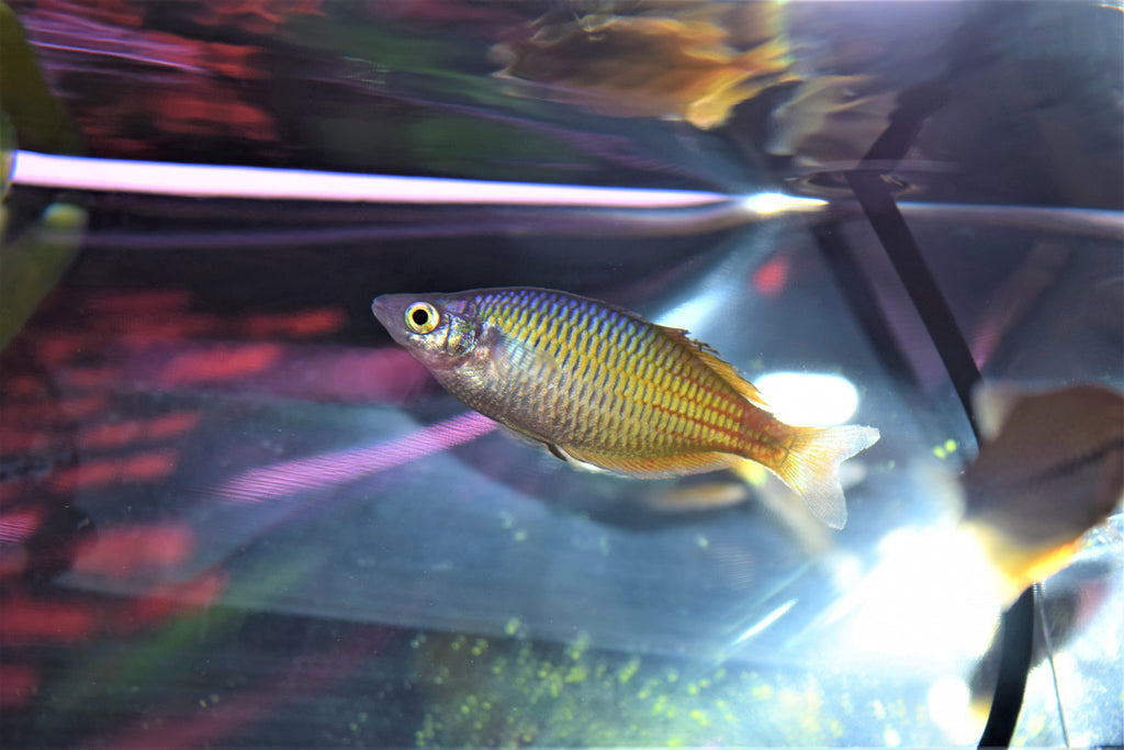 Orange Bosemani Rainbow