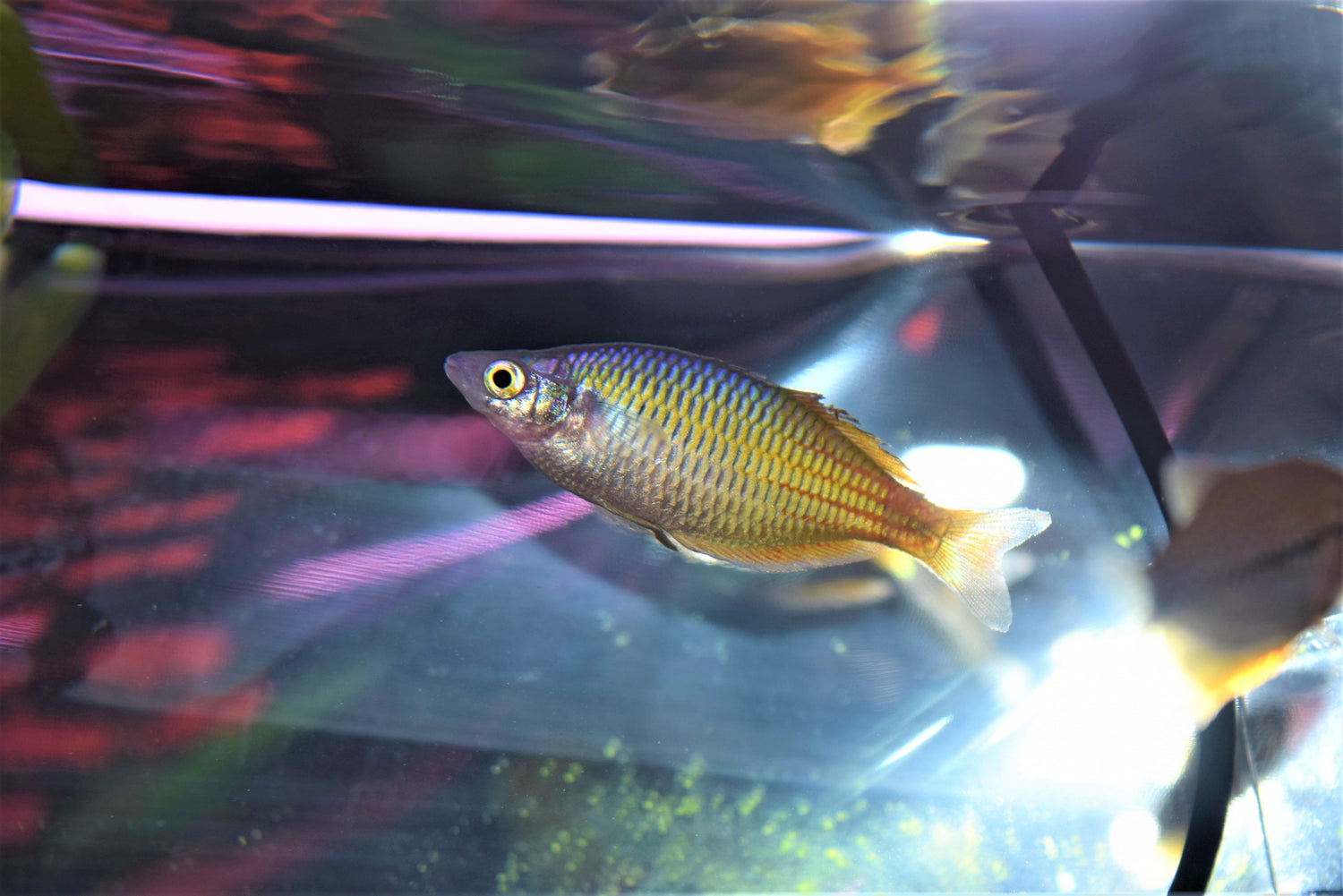 Orange Bosemani Rainbow