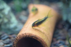 Gold Laser Cory